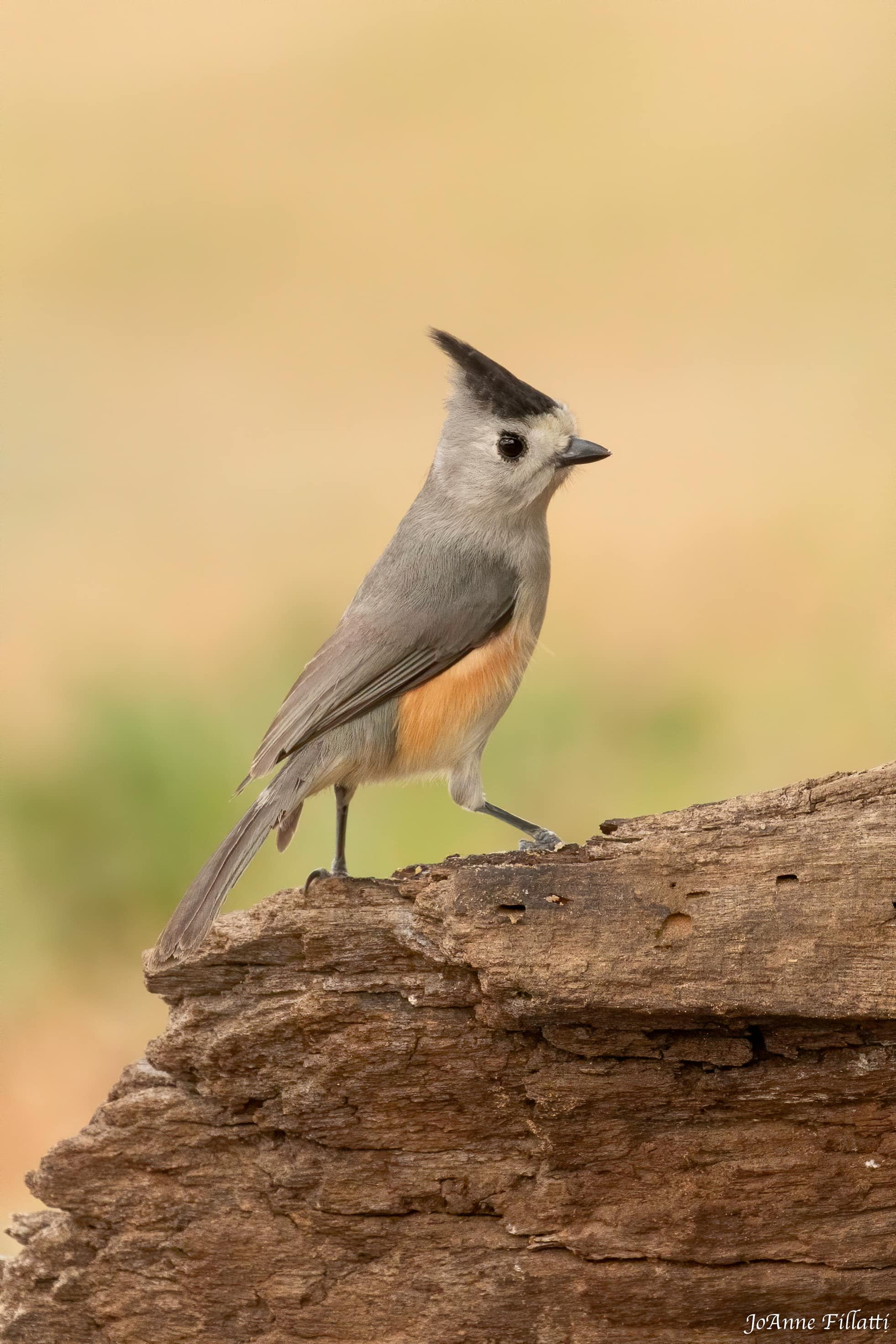 bird of texas image 20